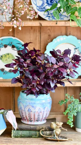 Alternanthera 'Dentata' Purple