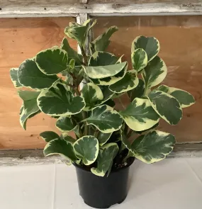 Peperomia: Variegated Full 6"